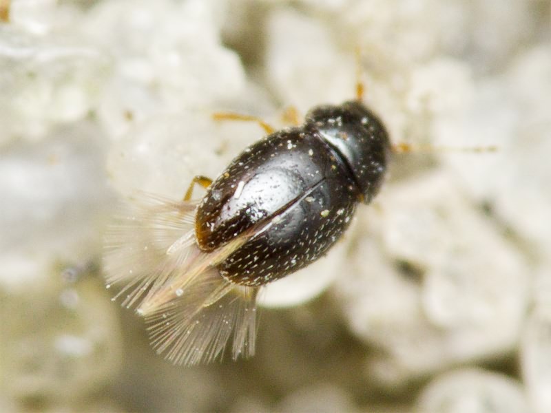Ptenidium Erichson, 1845